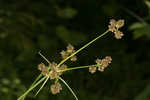 Mosquito bulrush